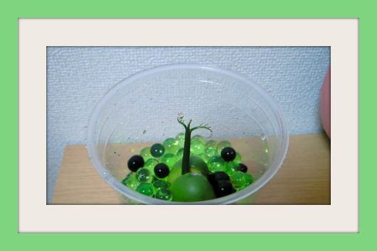 魔法の豆