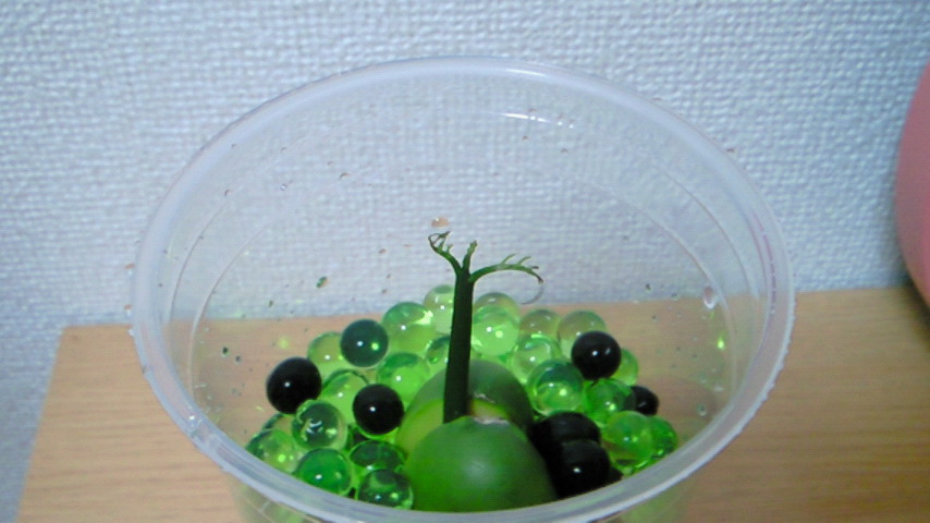 その後の魔法の豆