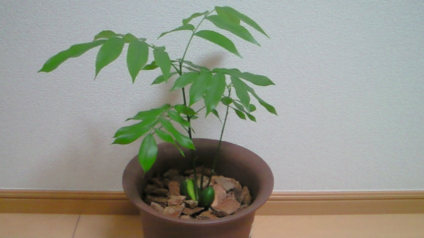 その後の魔法の豆