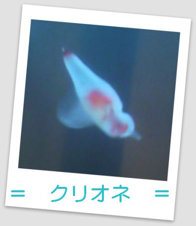 激写？