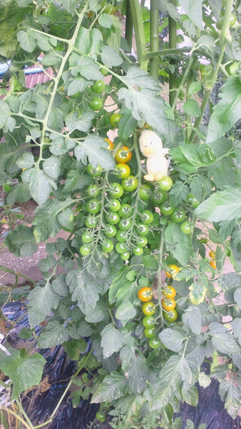 夏なので！！！夏、野菜。