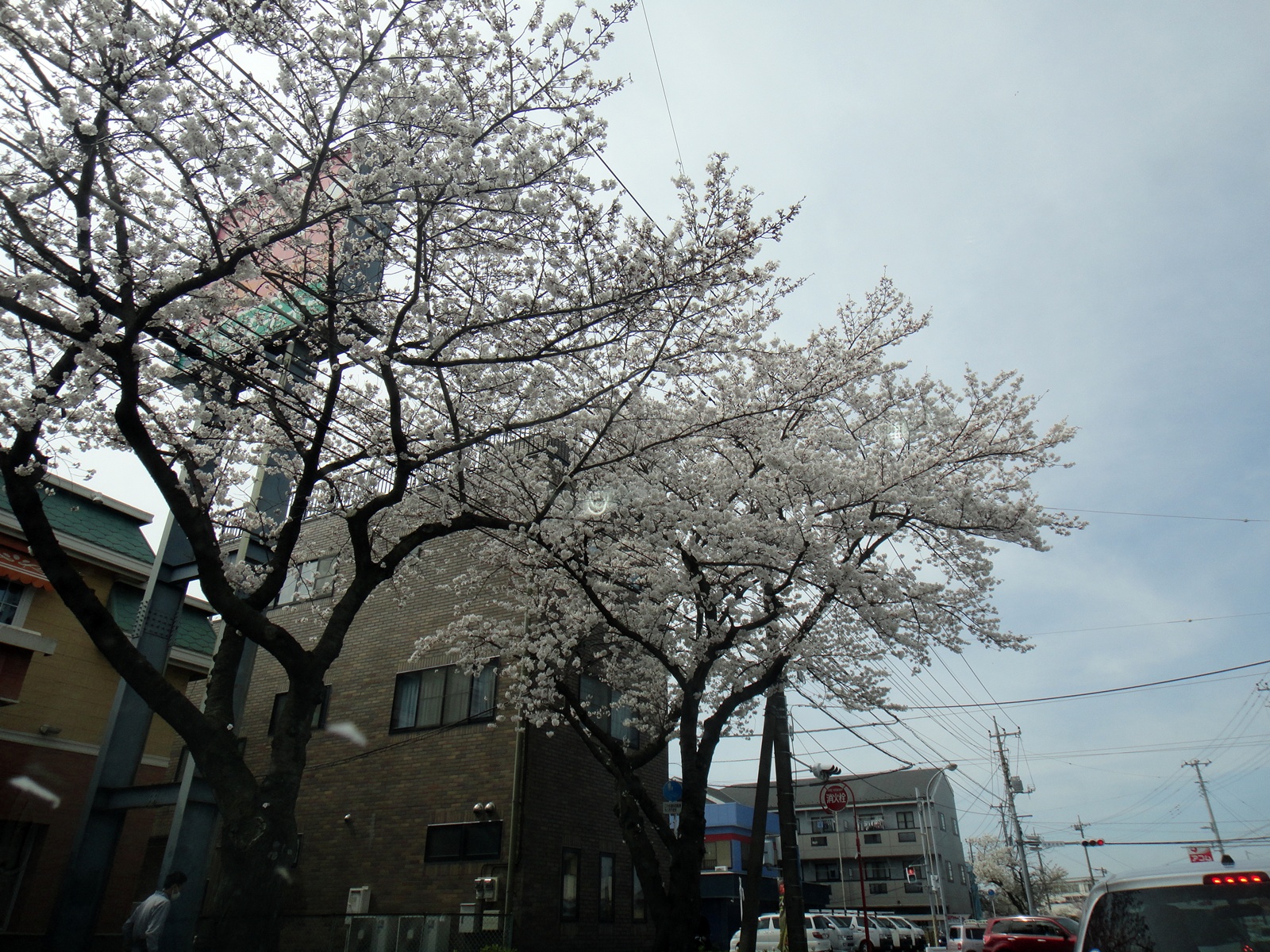 桜舞い散る・・・