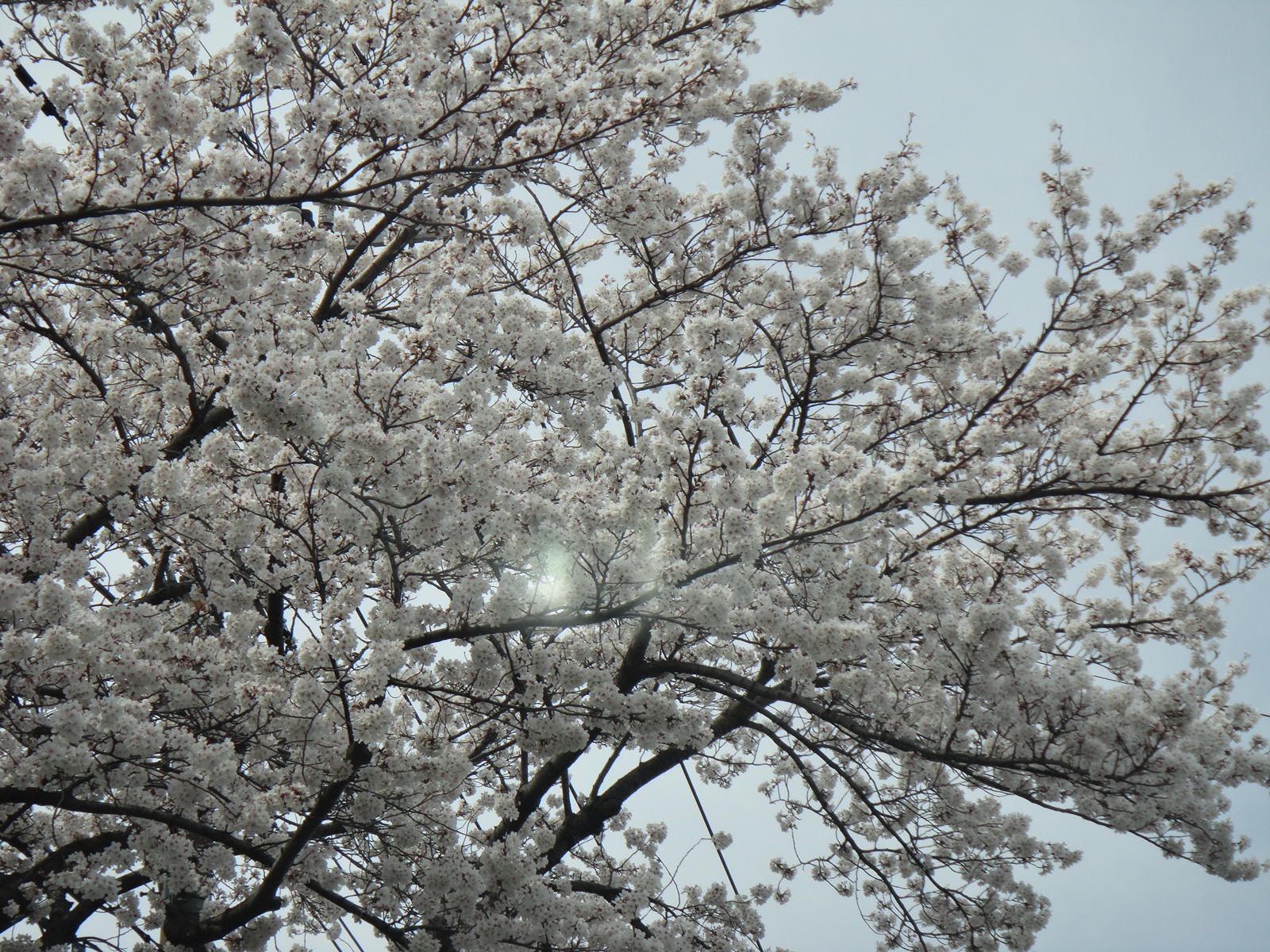 桜舞い散る・・・