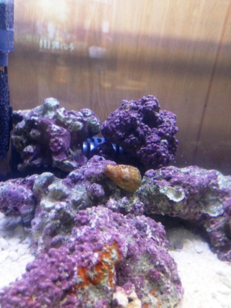 お魚しゃん