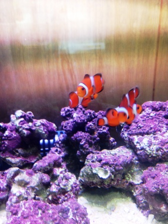 お魚しゃん