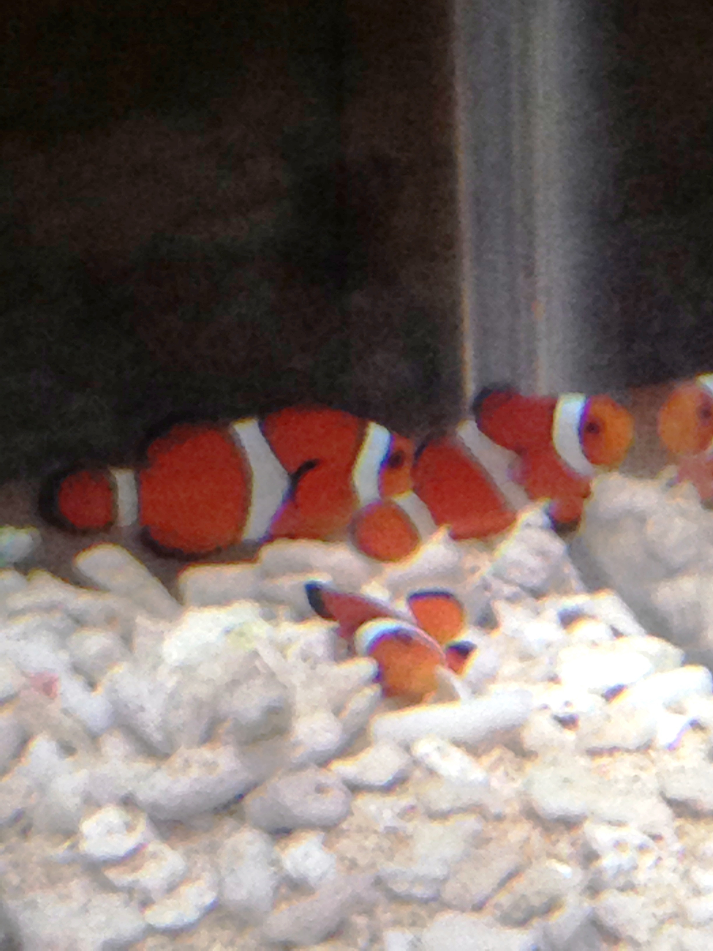 お魚しゃん