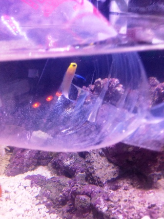 海産物