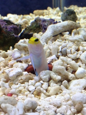 海産物