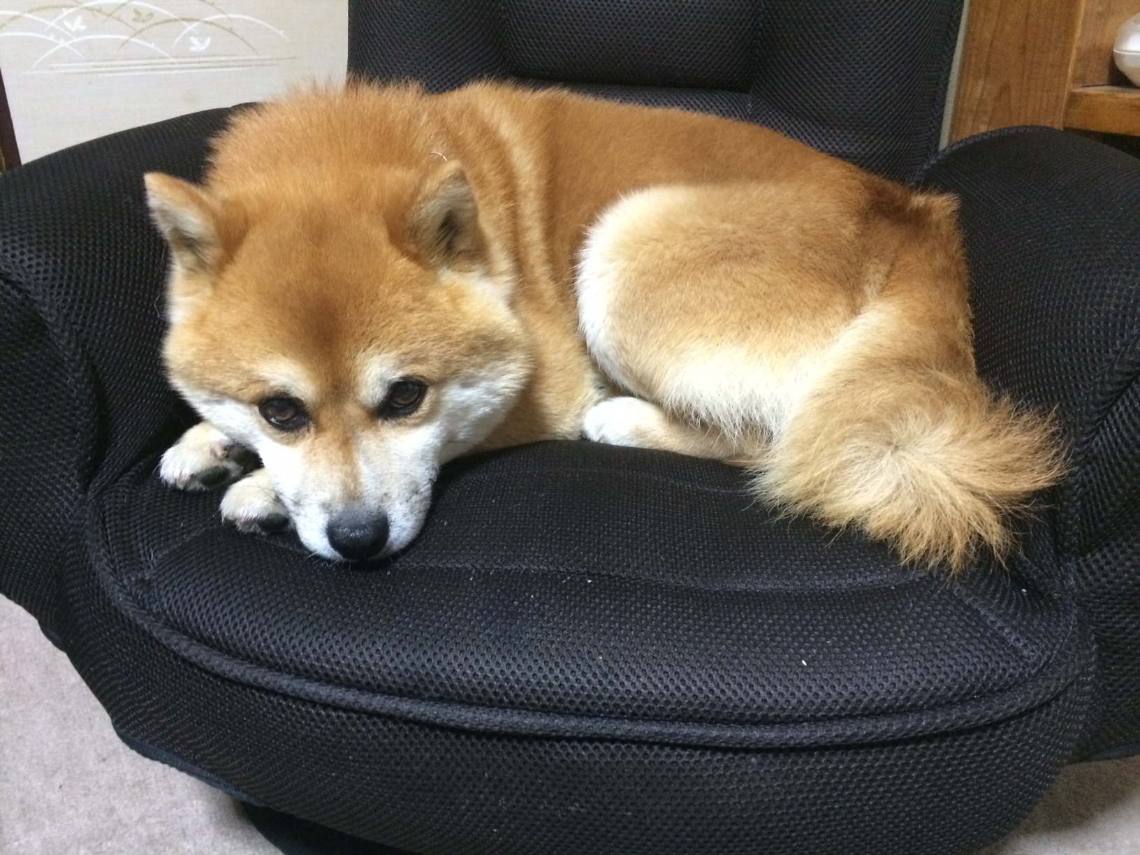 我が家の「お犬」様