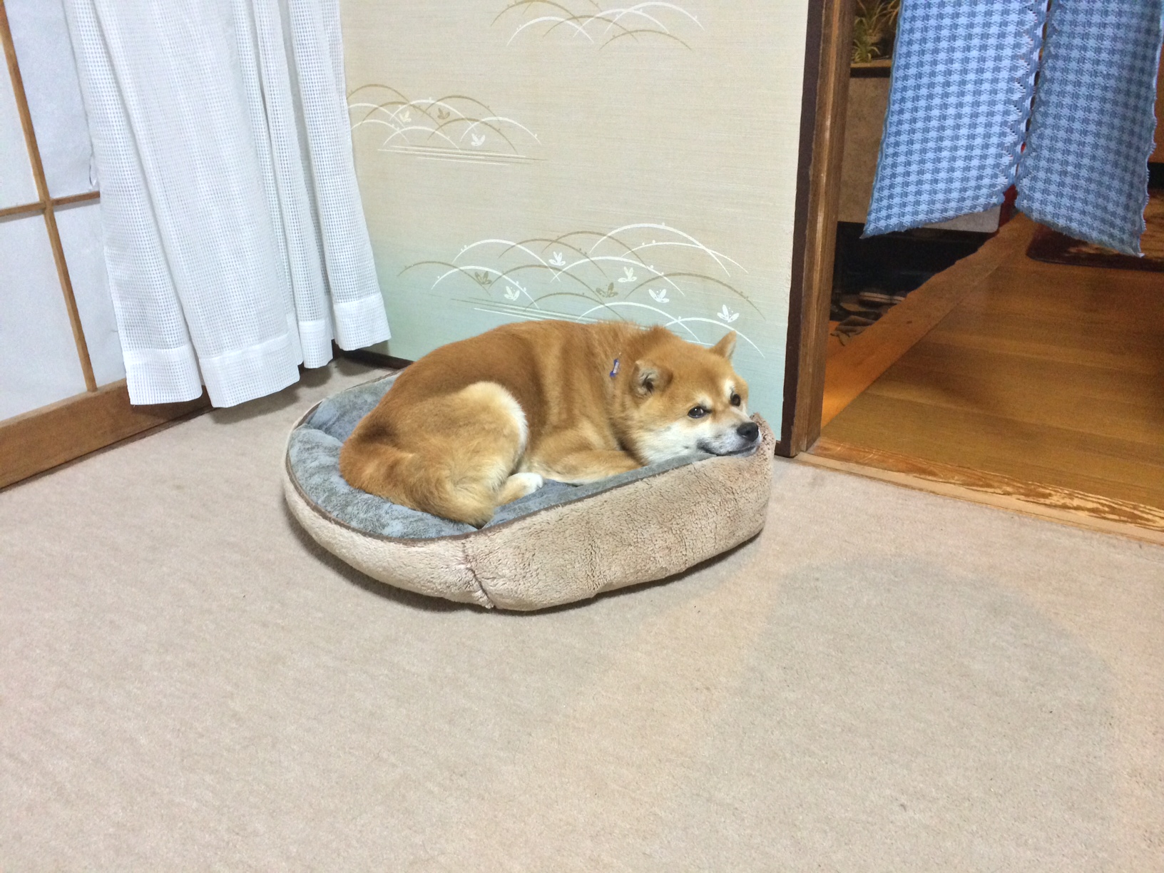 我が家の「お犬」様