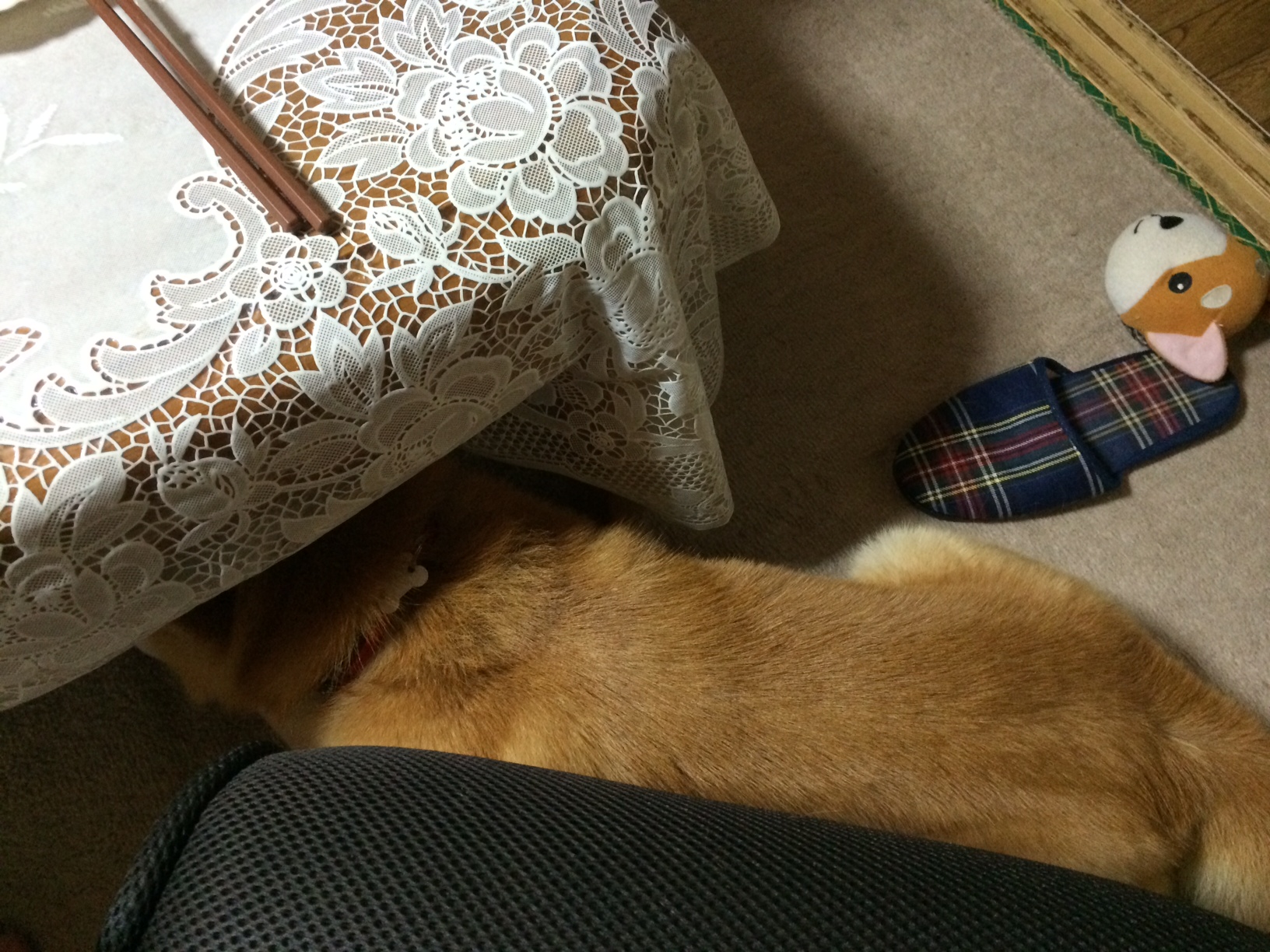 我が家の「お犬」様