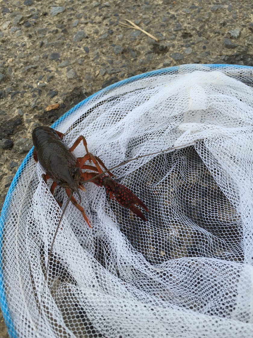 生物探し！！！