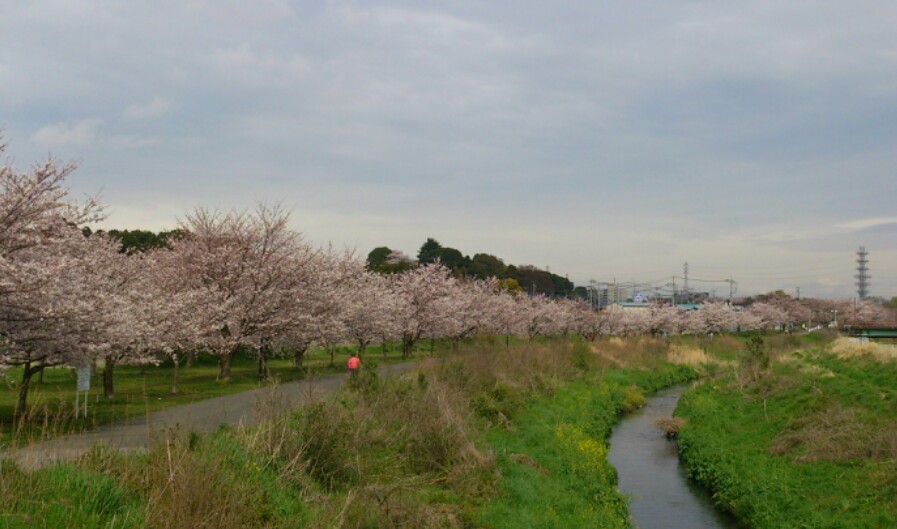 ***桜***