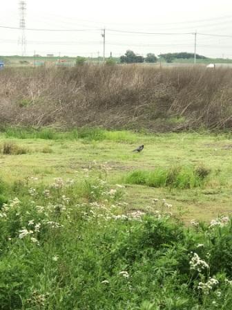 エビ、カニ、キジ、カメ！！！