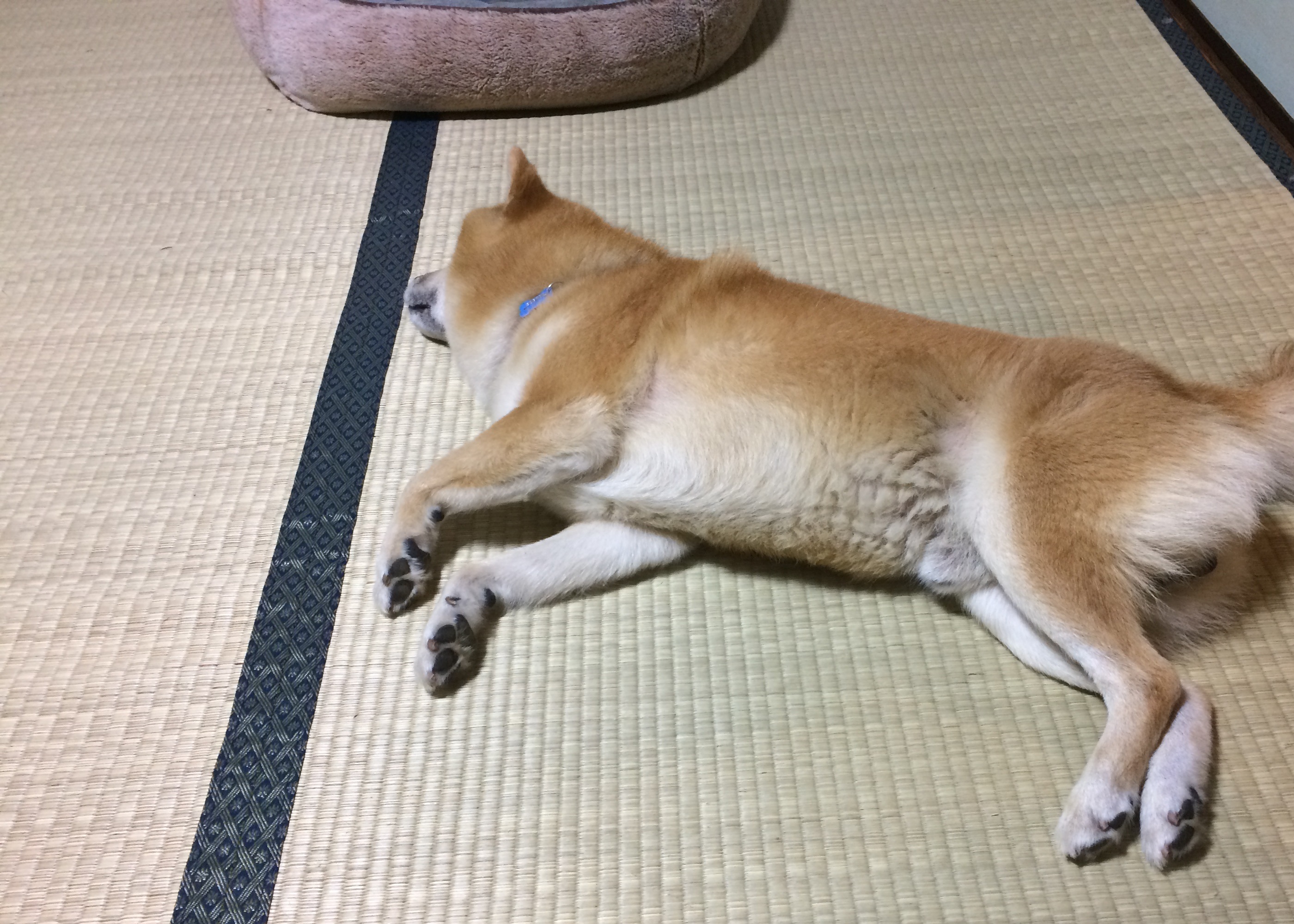 プジョー柏 仮病