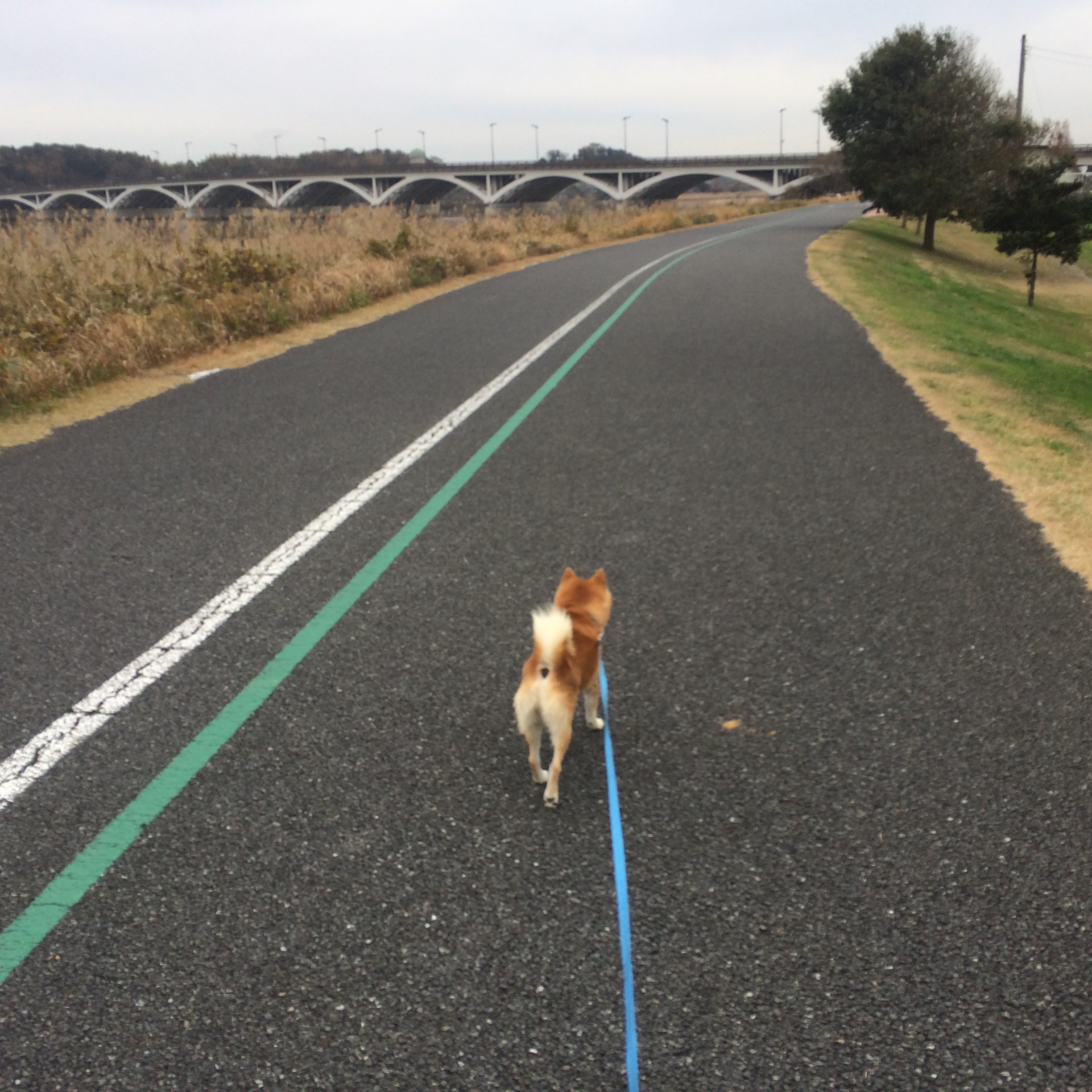 手賀沼自然ふれあい緑道