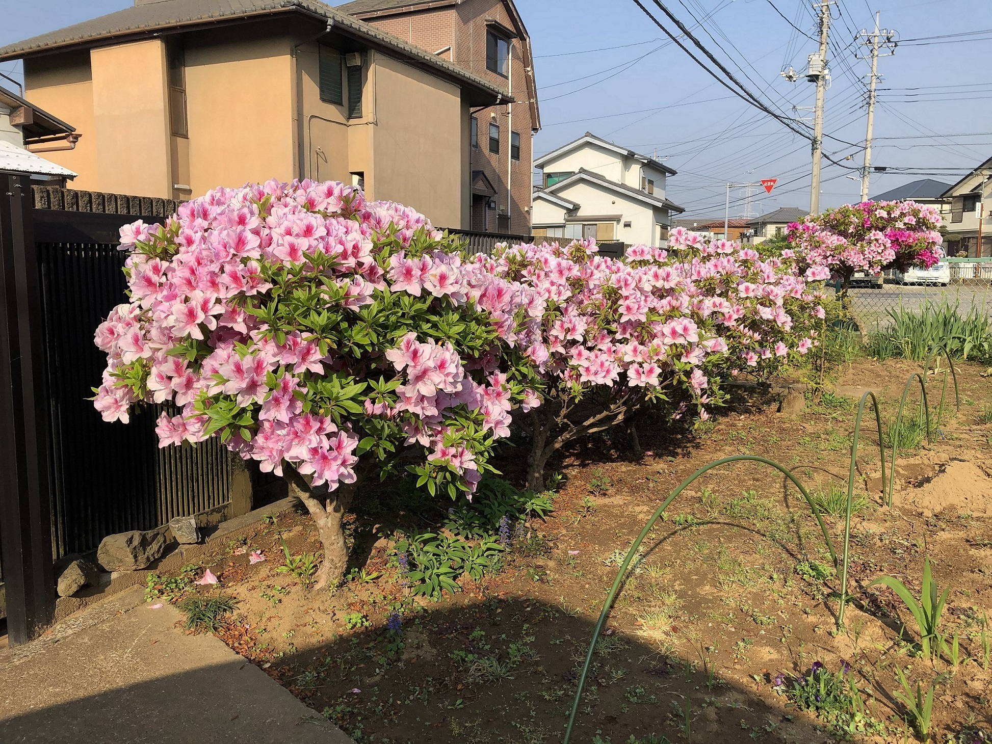 満開です！