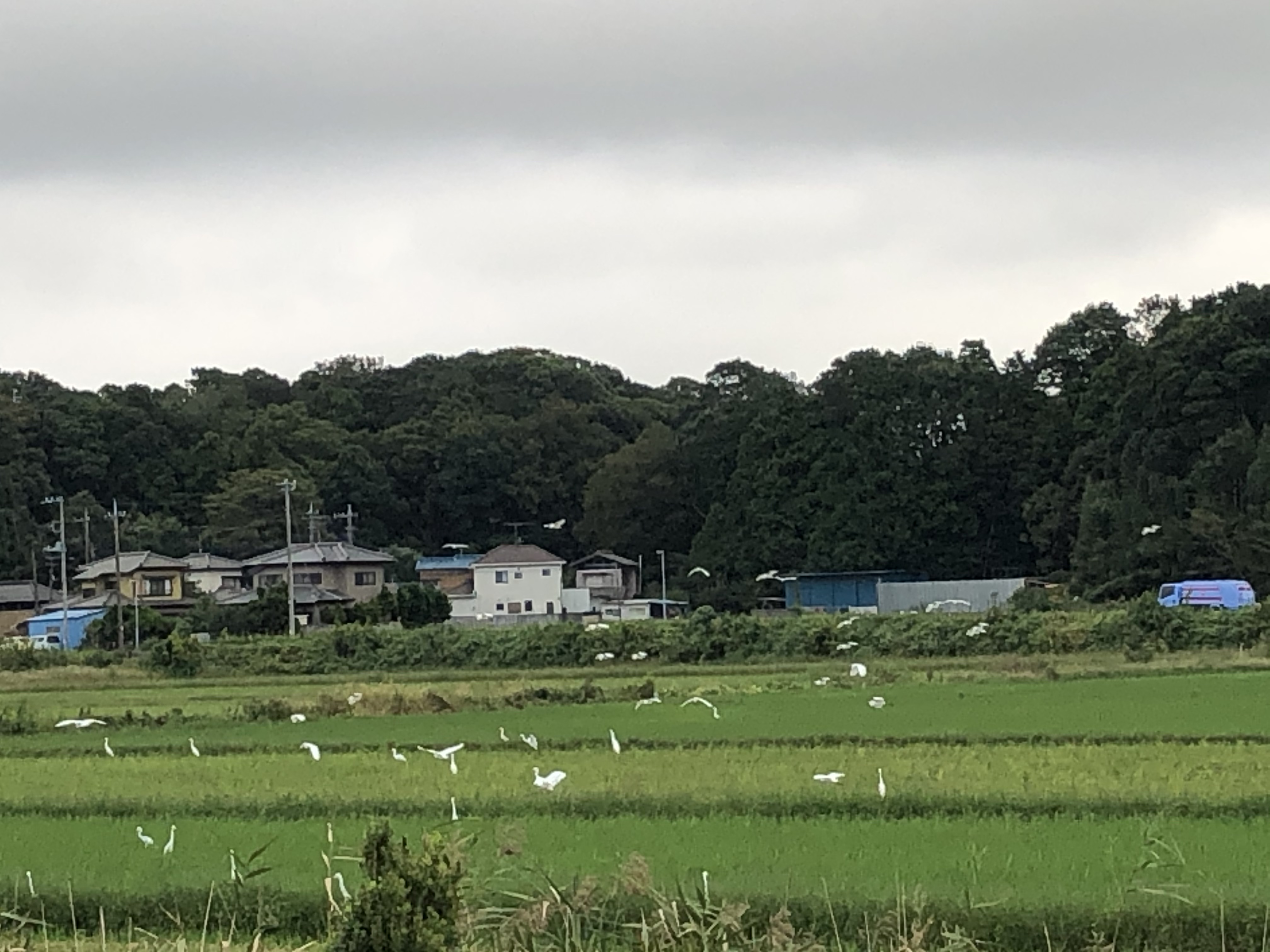 手賀沼遊歩道その2