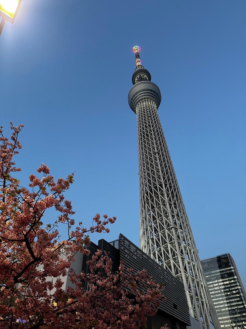 さくら×東京スカイツリー！！