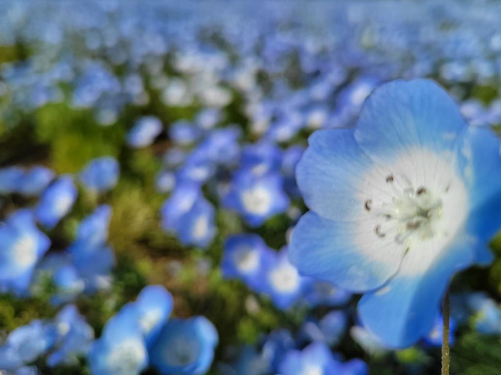 ネモフィラをみてきました😊