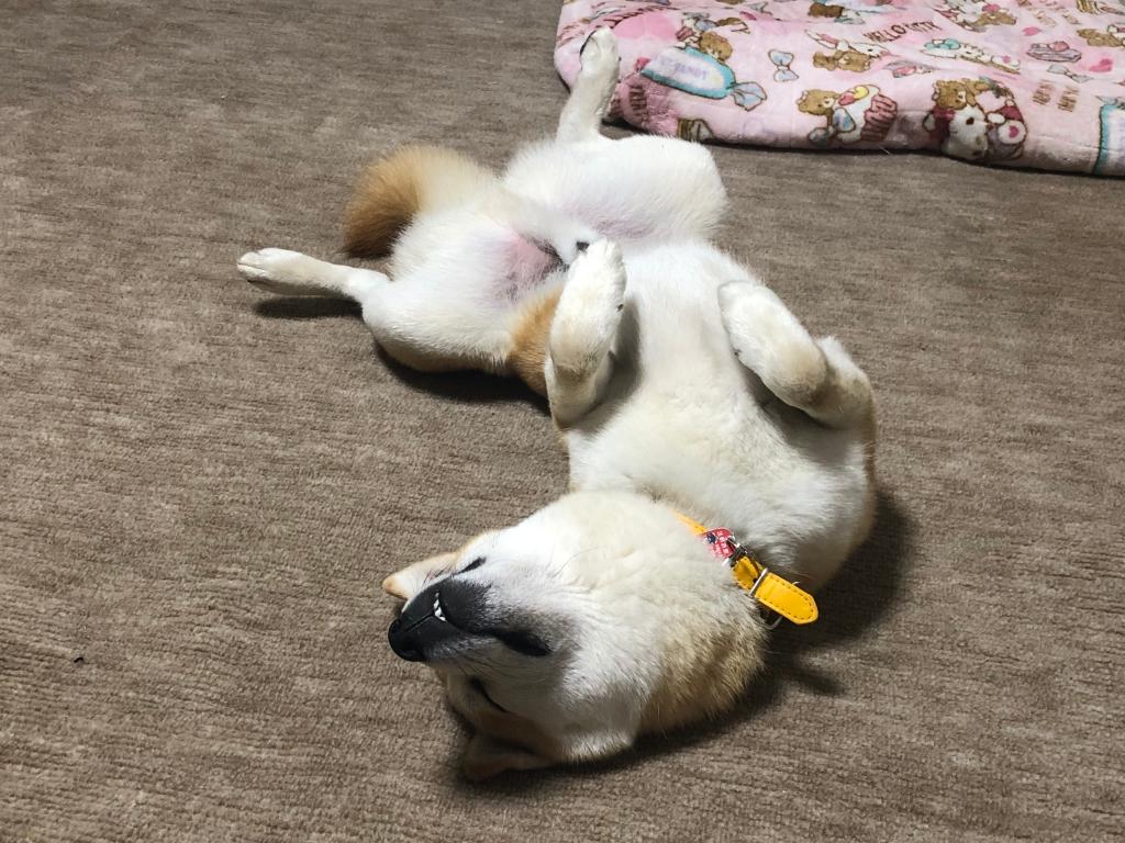居候から主へ！