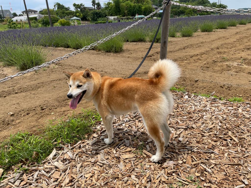佐倉ラベンダーランド
