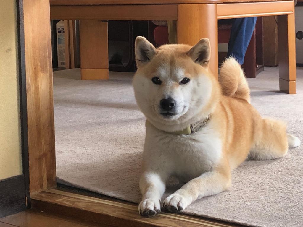 見送り犬！