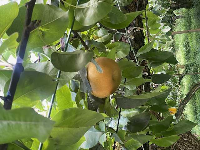 狩りにいったよ