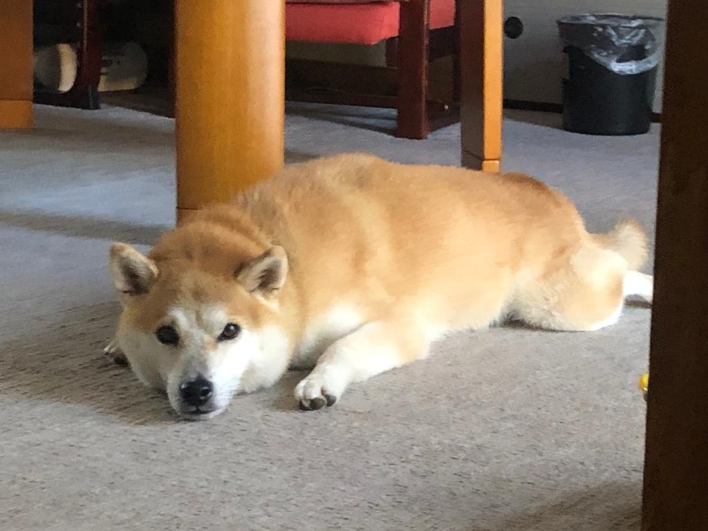 見送り犬！その2