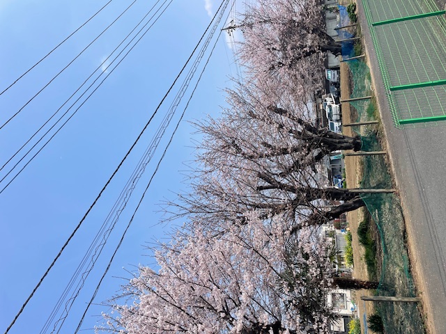 ちゃくら、さいた