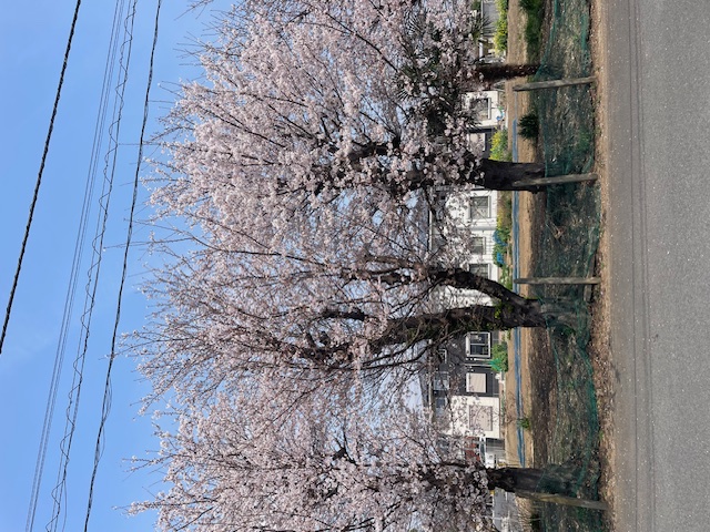 ちゃくら、さいた