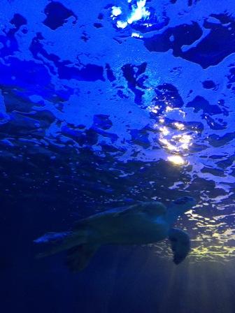 水族館！！！癒し