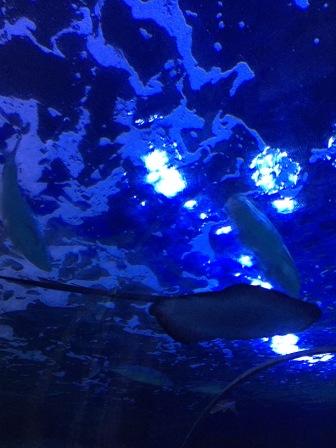 水族館！！！癒し