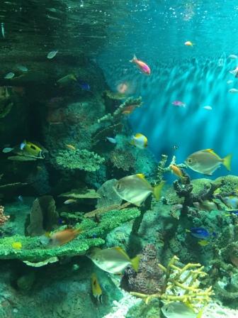 水族館！！！癒し