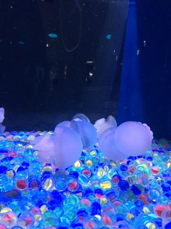 水族館！！！癒し