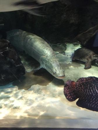 水族館！！！癒し