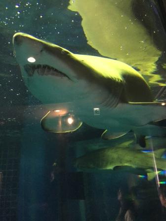 水族館！！！癒し