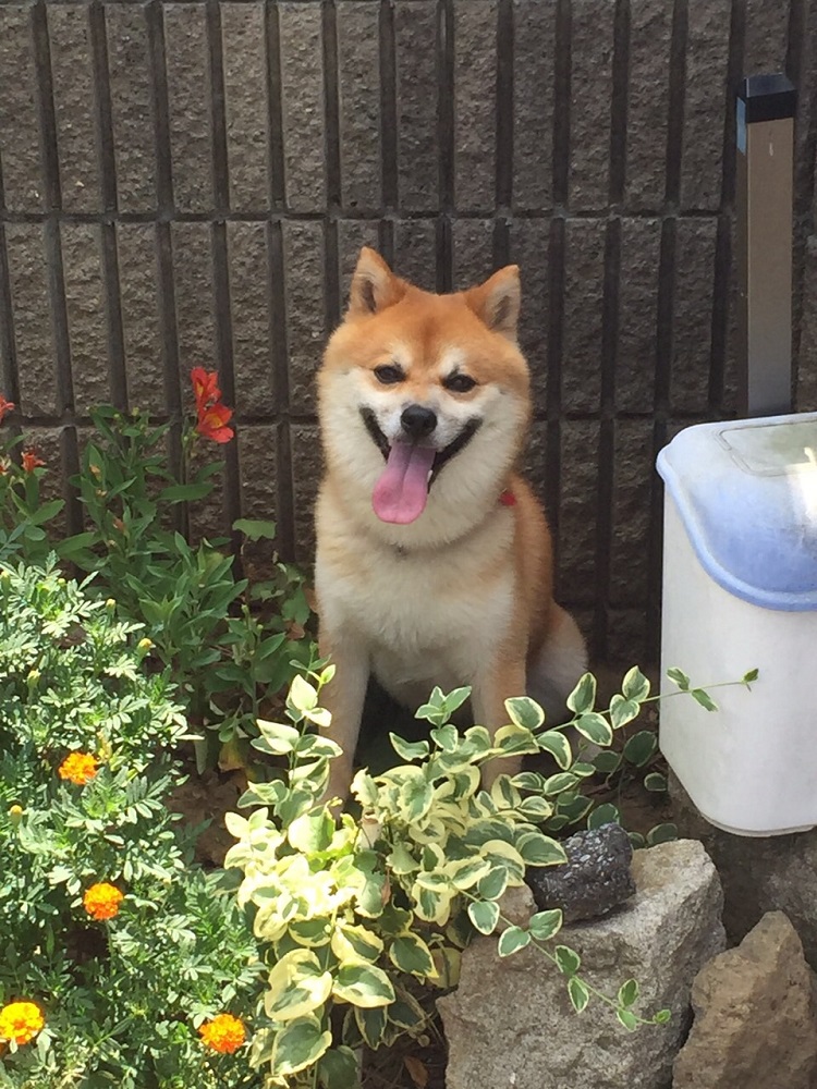 じろりんちょ!