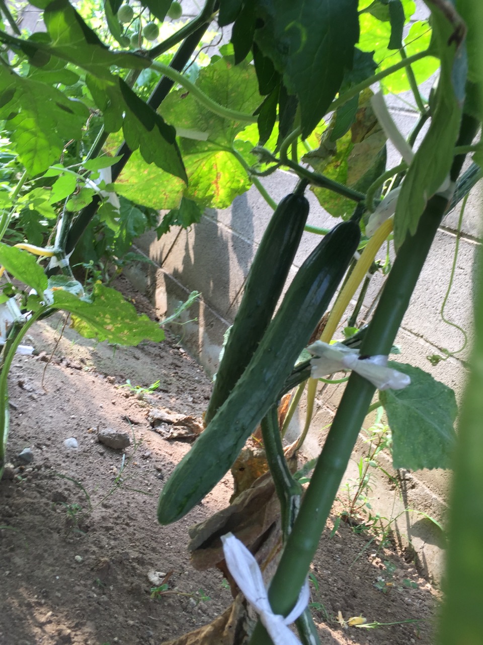 夏　野菜　！！！