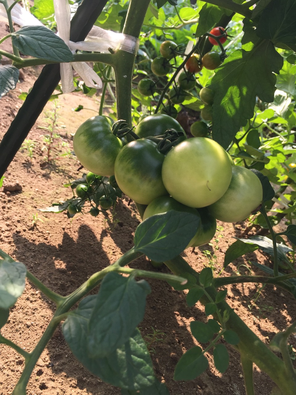 夏　野菜　！！！