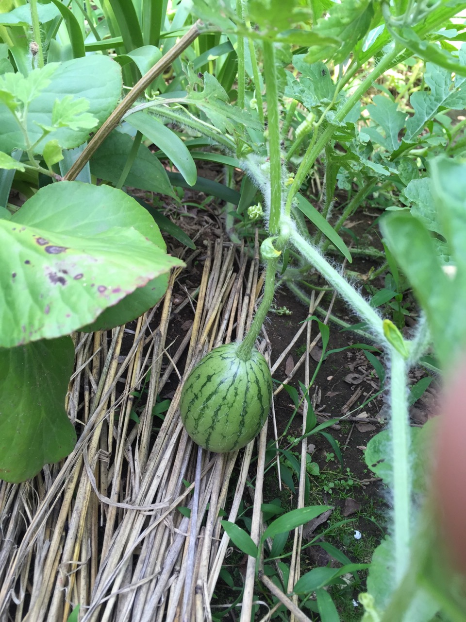 夏　野菜　！！！