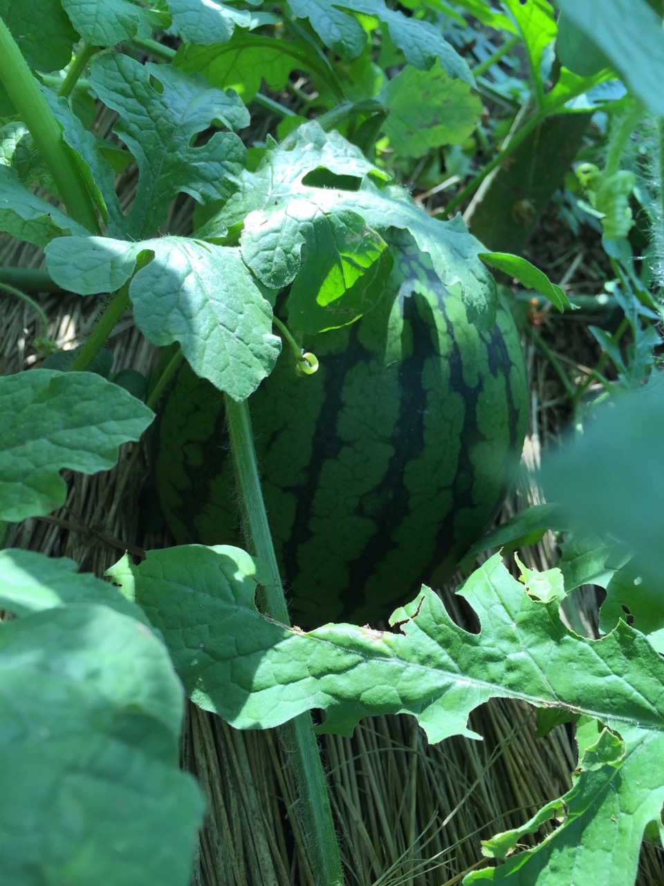 夏　野菜　！！！