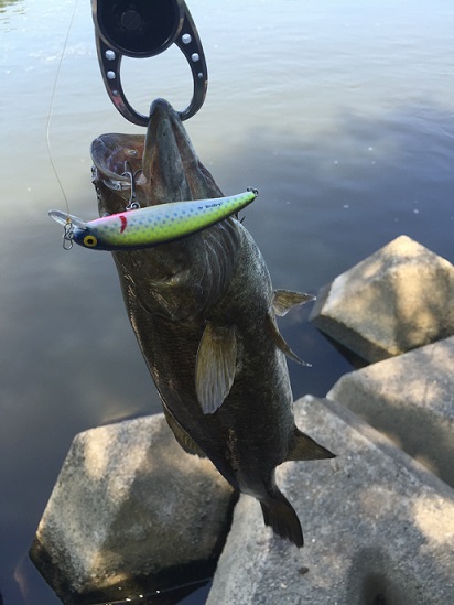 やっと釣れ始めました