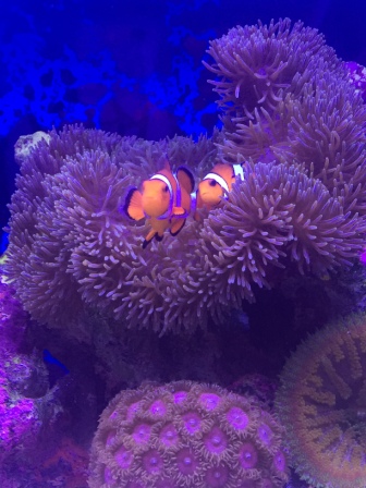 ニモとドリー