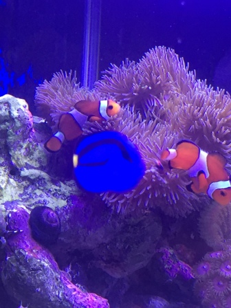 ニモとドリー