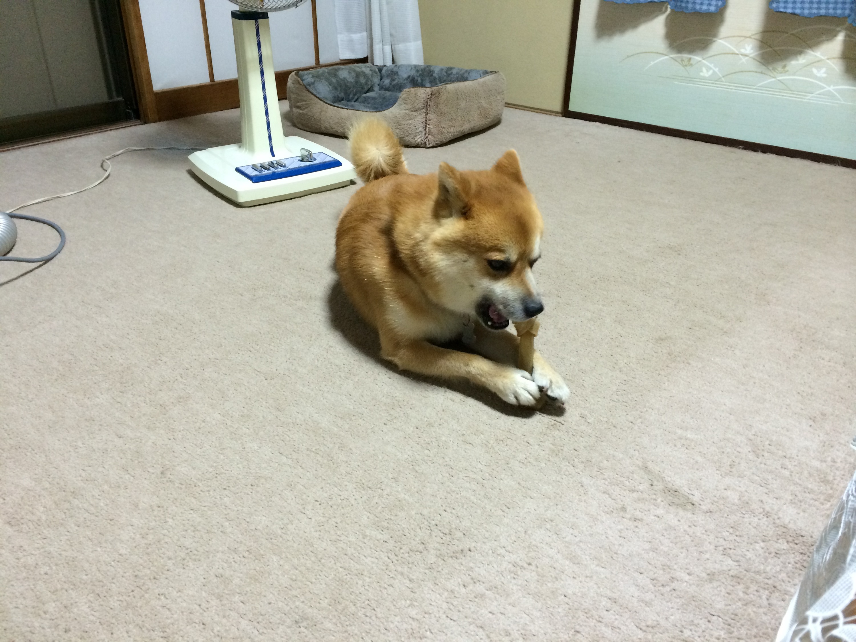 あじぃ(汗)