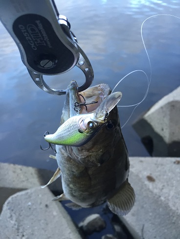 やっと釣れました！