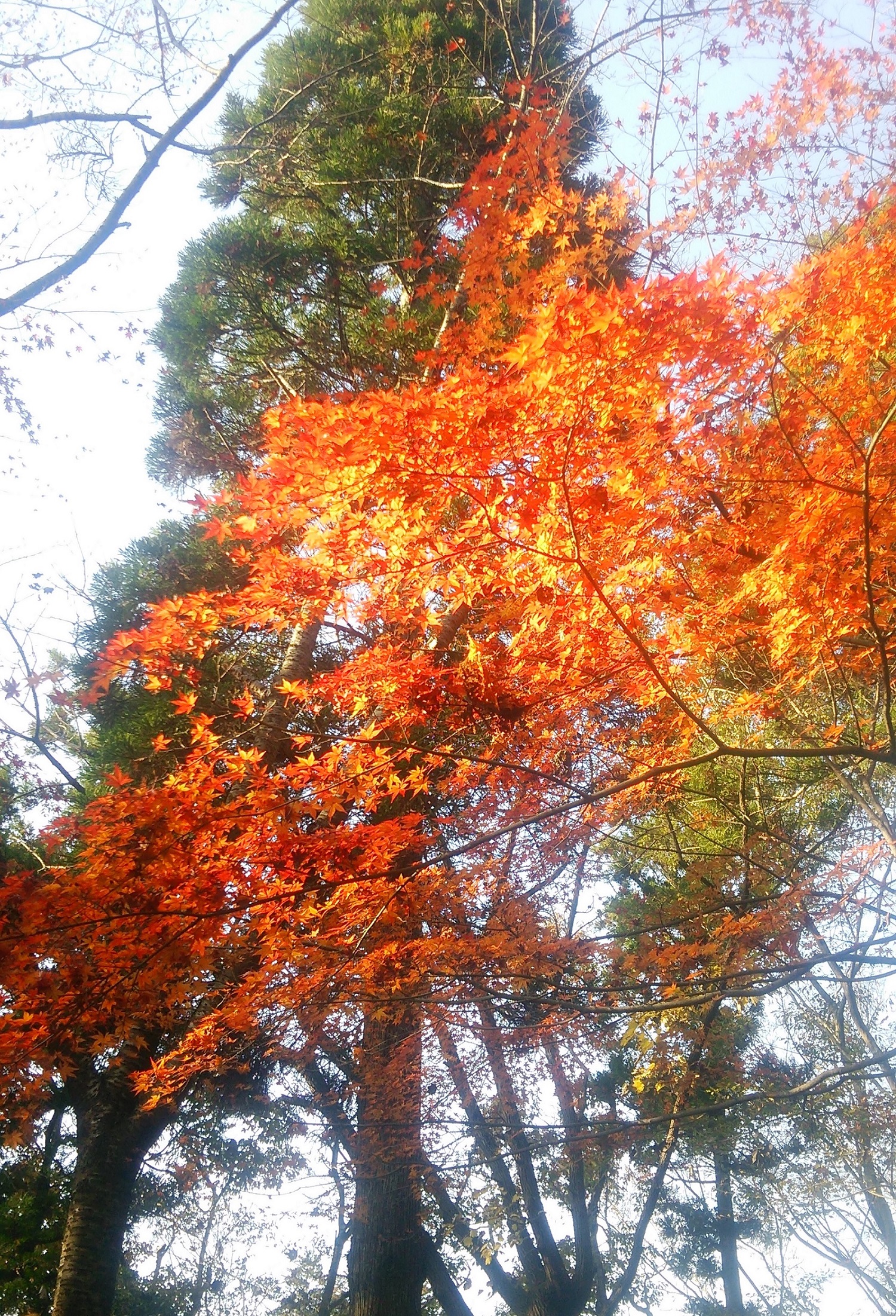 紅葉！！