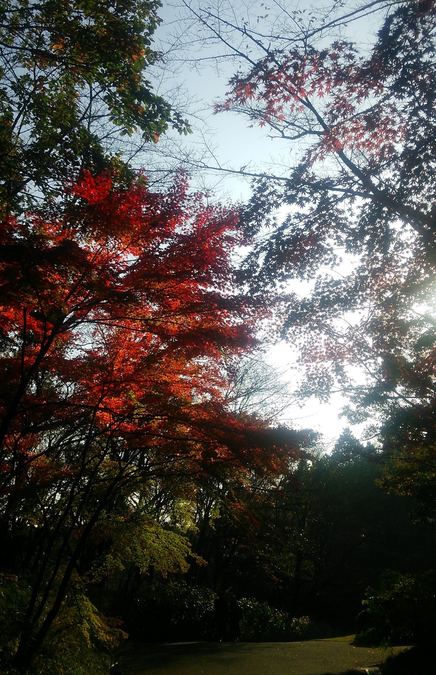 紅葉！！