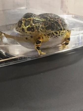 カエルの親分？
